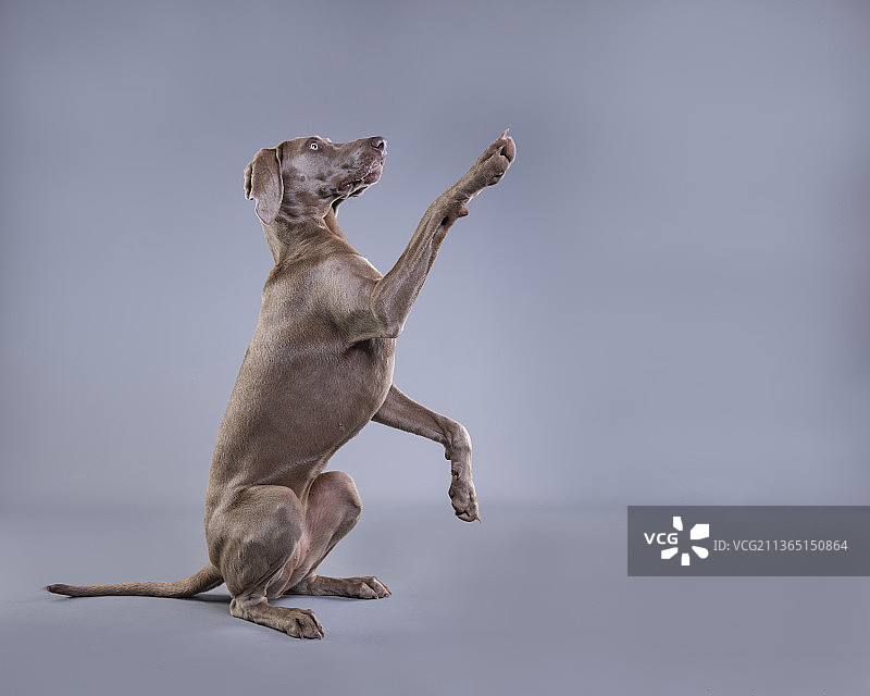 幼年魏玛犬，猴子特写，英国图片素材