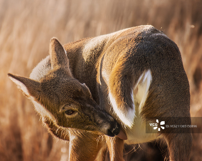 正在梳理毛发的白尾鹿，田野上鹿的特写图片素材