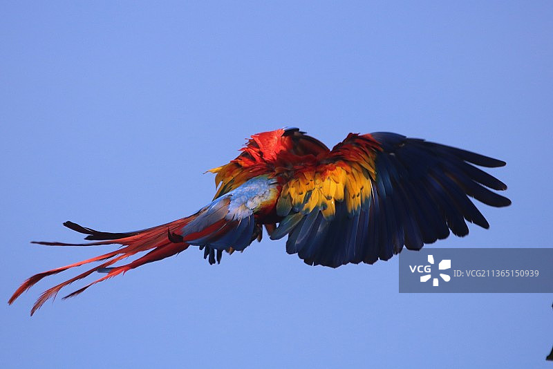 展示特别色彩的红金刚鹦鹉图片素材