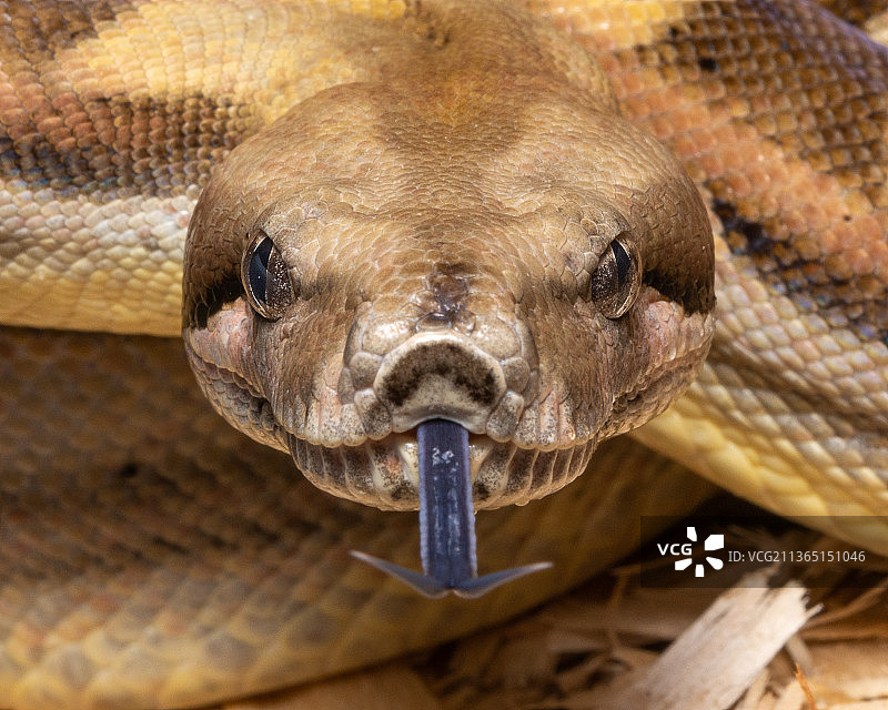 蟒蛇特写图片素材