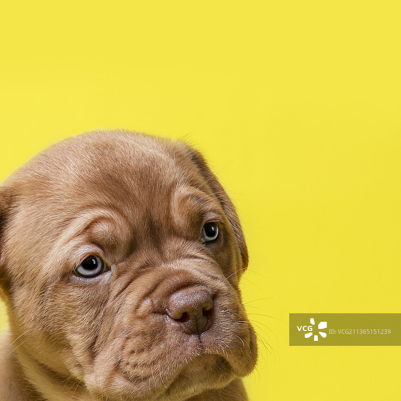 波尔多幼犬的特写图片素材