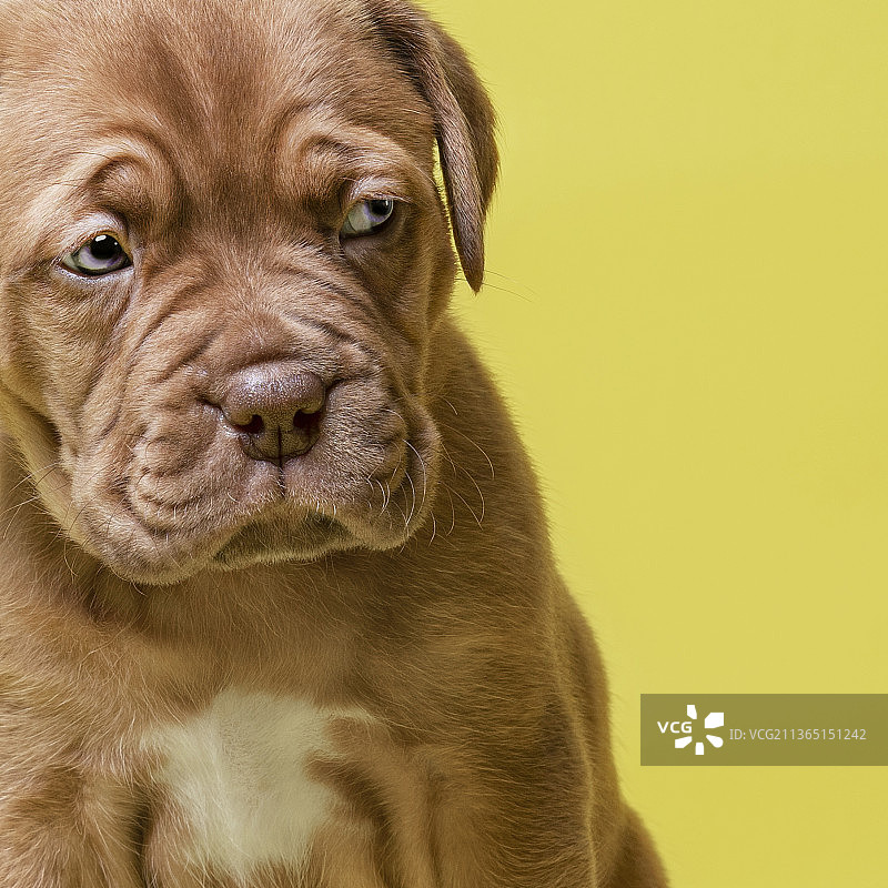 波尔多幼犬的特写图片素材