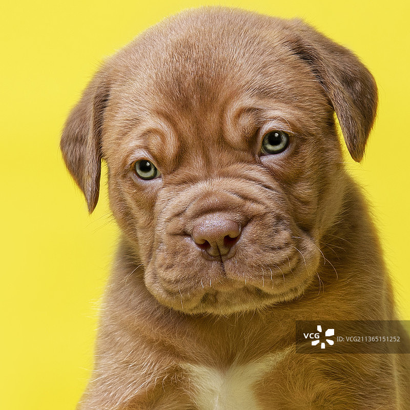 波尔多幼犬黄色背景特写图片素材