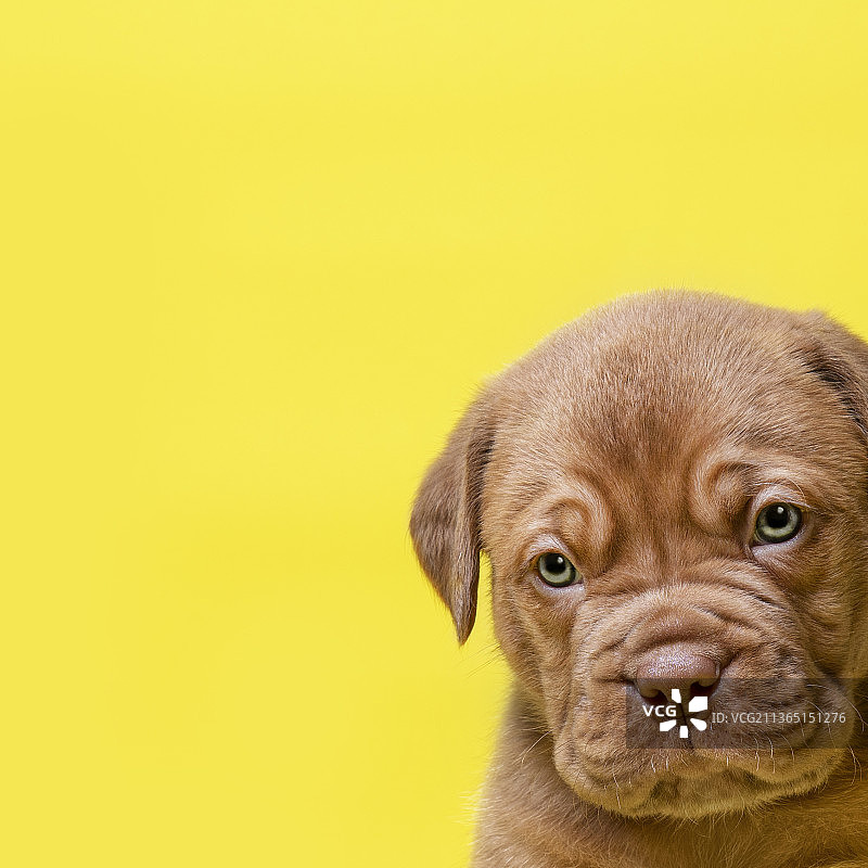 波尔多幼犬的特写图片素材