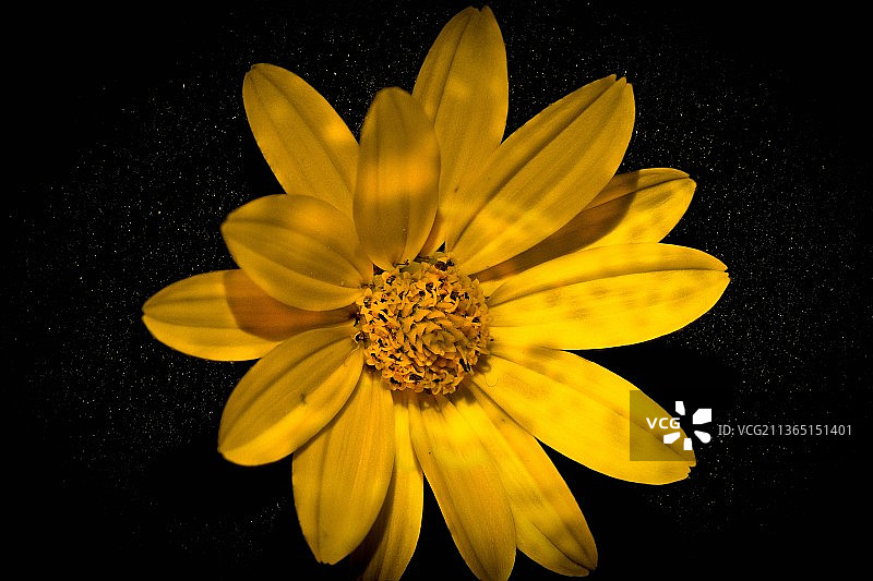 黑色背景下的黄色花朵特写，美国俄亥俄州马里斯维尔图片素材