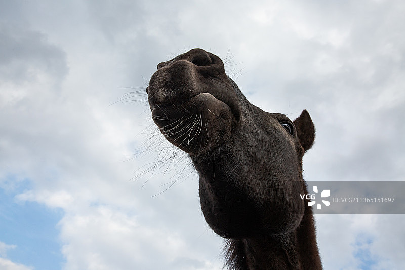 黑色赛马下巴的微距照片图片素材