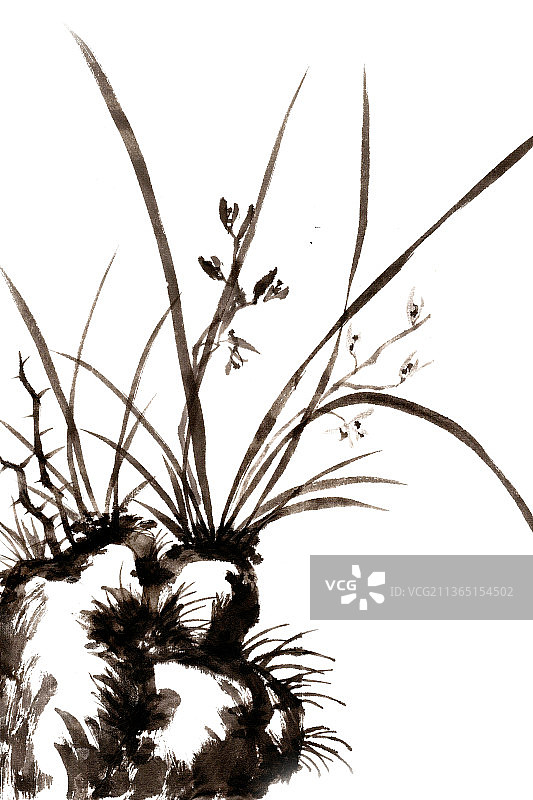 石头间的兰草图片素材