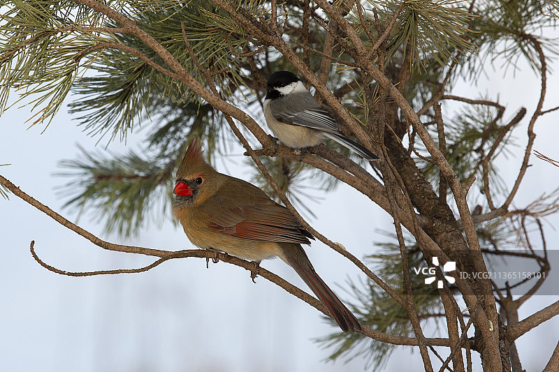 雌红雀和黑顶山雀，鸟类栖息在树上的低角度视图图片素材