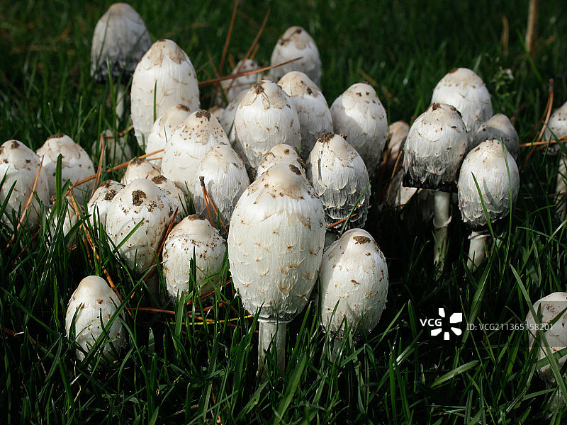 维多利亚大学的毛头鬼伞群图片素材