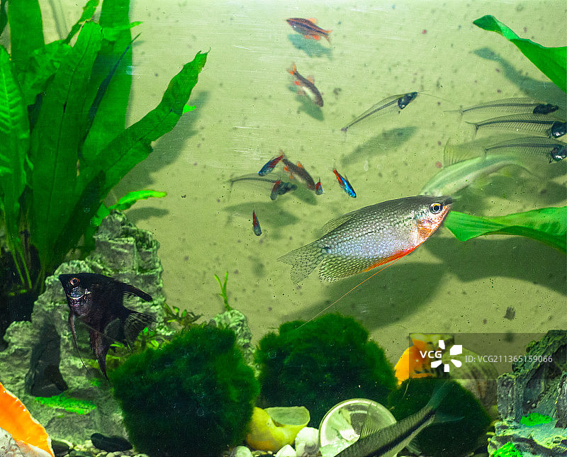 淡水水族箱：鱼在海中游动（高角度拍摄）图片素材