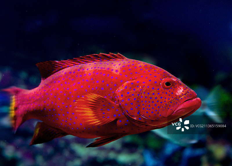 石斑鱼，水族箱中游动的方格纹花鮨特写图片素材
