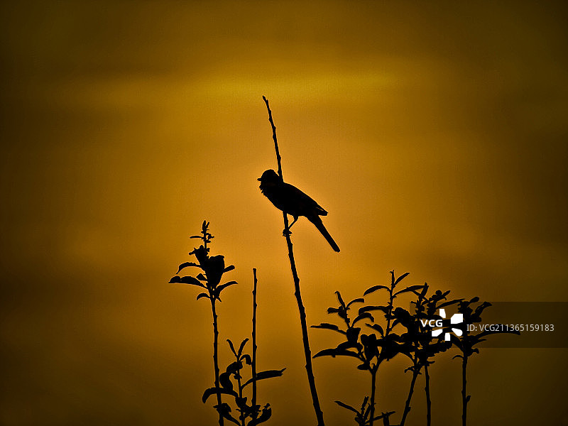 日落时，栖息在植物上的歌鸟轮廓低角度素材照片图片素材