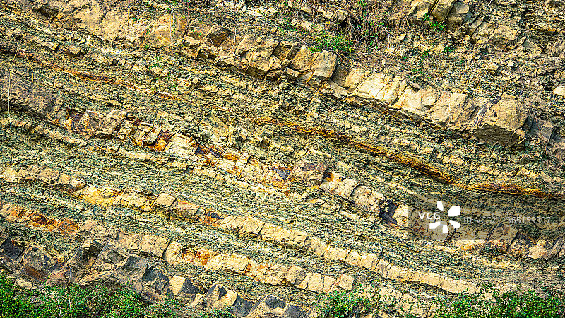 树干全景特写照片图片素材
