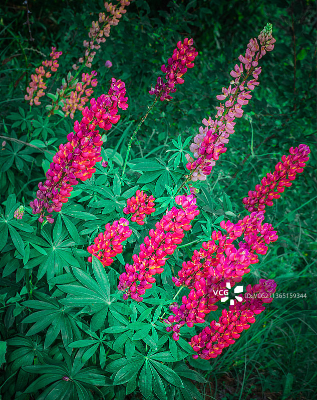 田野上粉色鲁冰花高角度视图图片素材