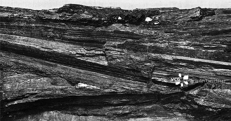 树干高角度照片图片素材