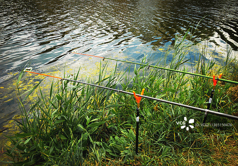 湖边植物的高角度照片图片素材