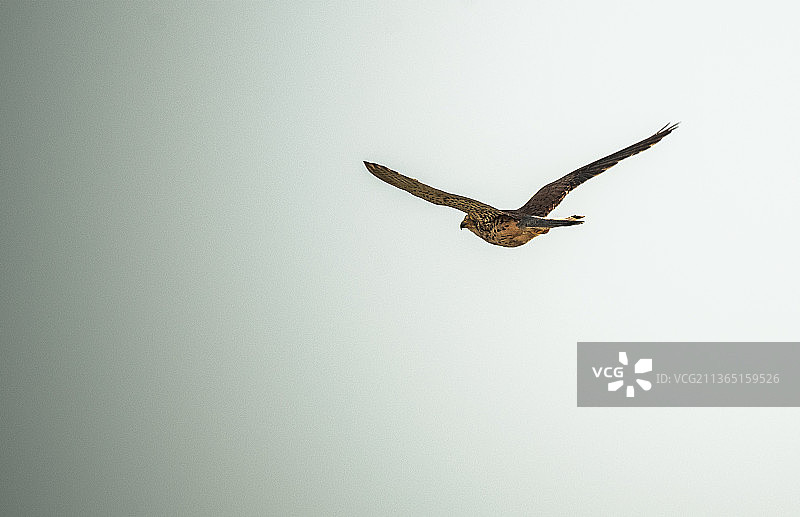戏剧性天空下的猎鹰飞行，低角度视角图片素材