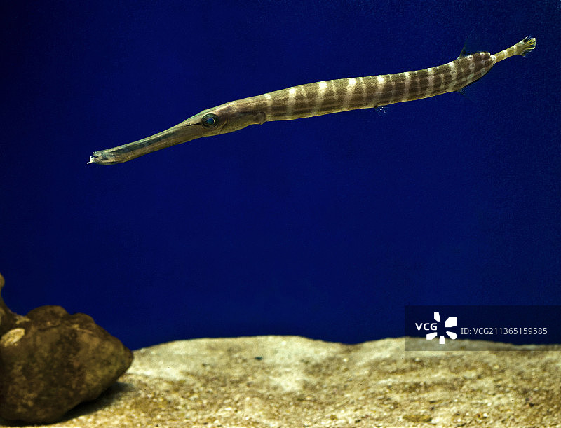 海水中游动的管口鱼特写图片素材