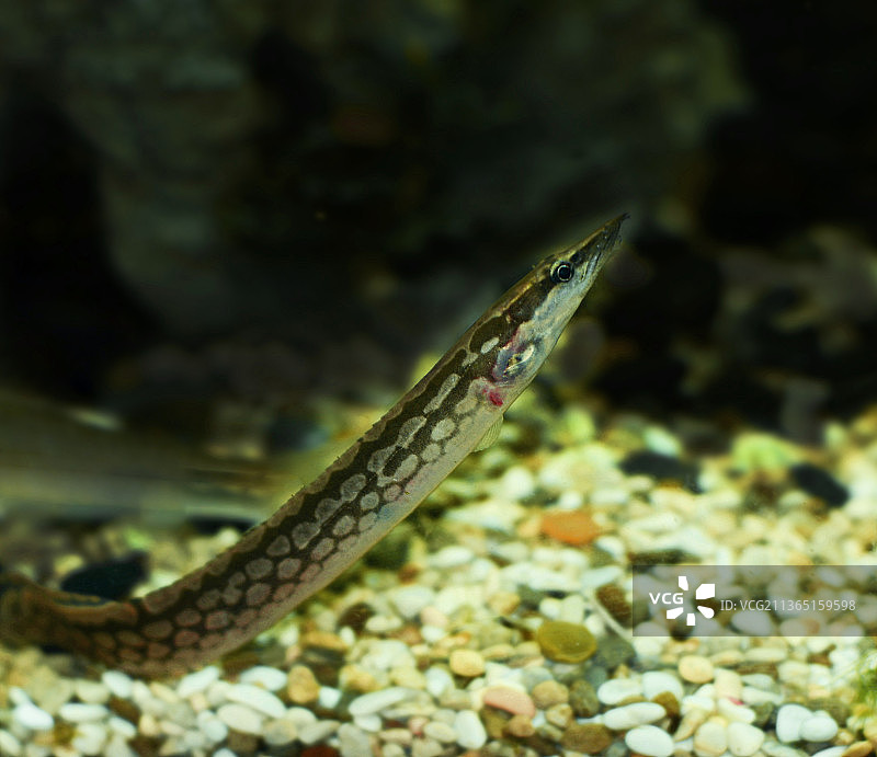 海水中游泳的海鳗特写图片素材