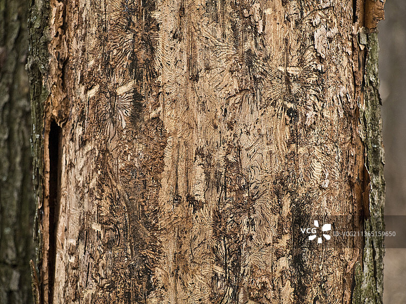 倒霉的树，树干特写图片素材