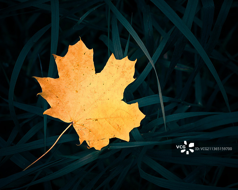 草地上的黄色枫叶，树上枫叶特写图片素材