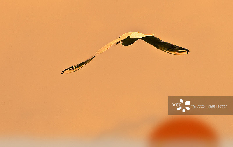 日落时分飞翔的海鸥特写图片素材