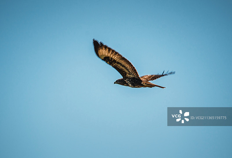 老鹰在蓝天下低角度飞行图片素材