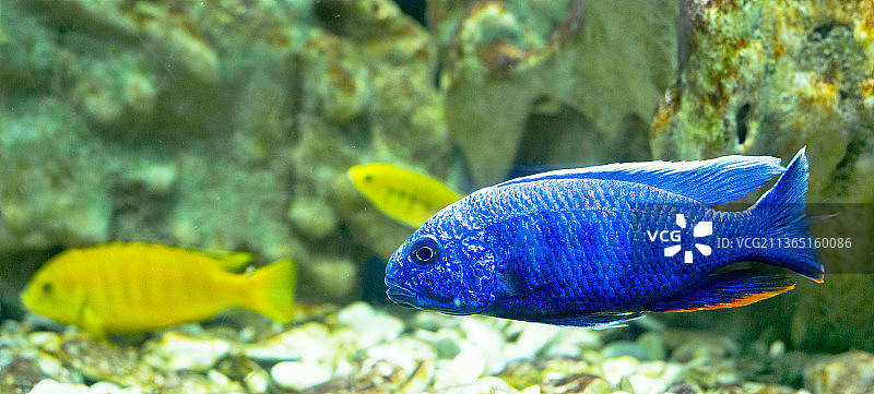 珊瑚鱼：热带丽鱼在水族箱中畅游特写图片素材