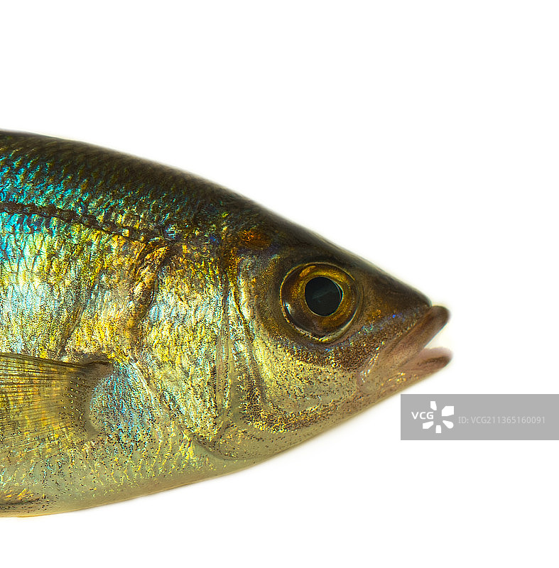 海鱼特写图片素材