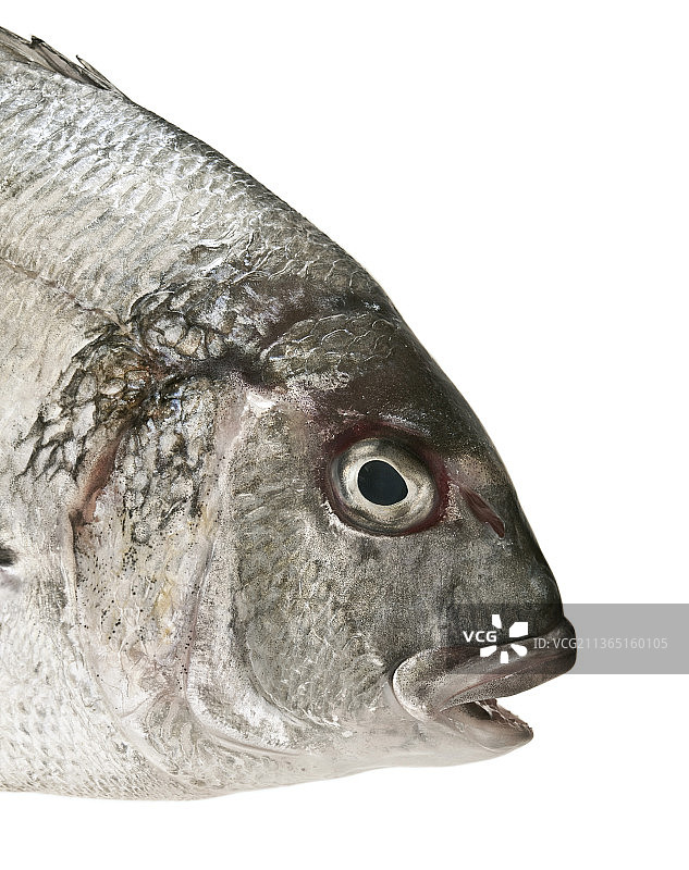 白背景下的鲷鱼特写图片素材