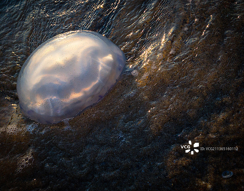 海浪中的水母特写图片素材