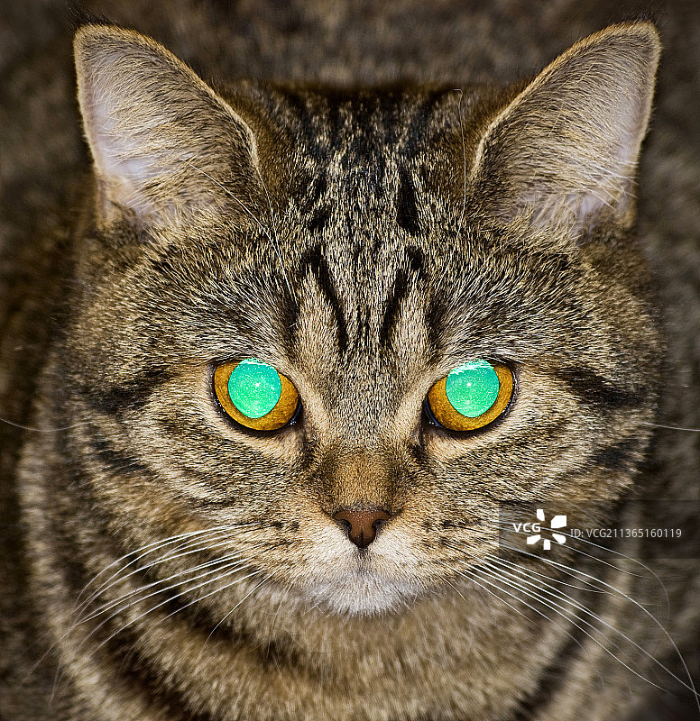 英国短毛猫特写肖像图片素材