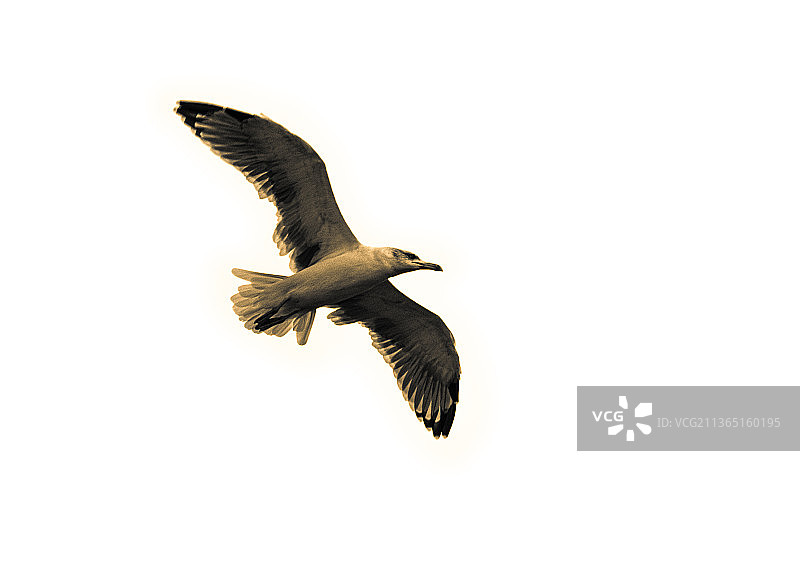 白色背景下飞翔的海鸥图片素材