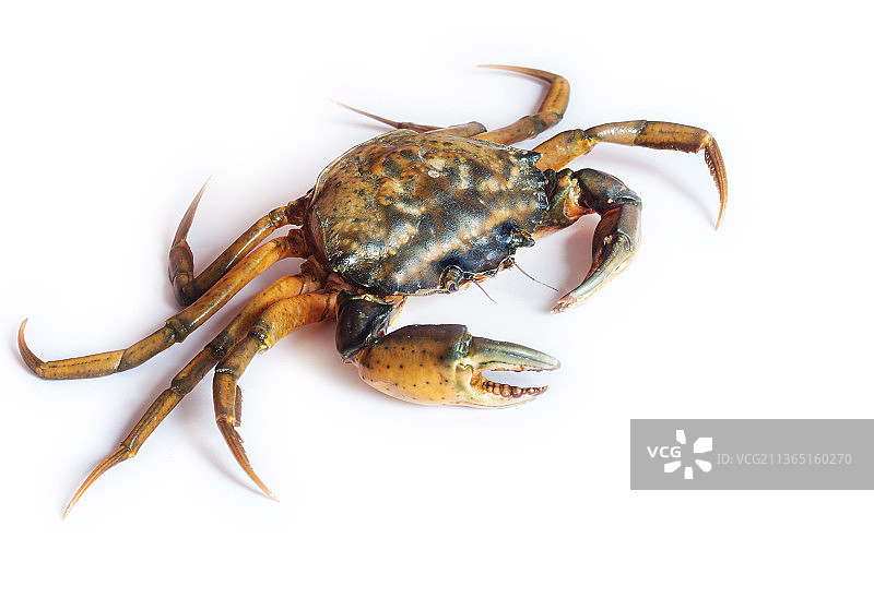 白色背景上的特写对虾图片素材