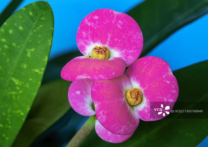 粉红色花朵的铁海棠特写图片素材