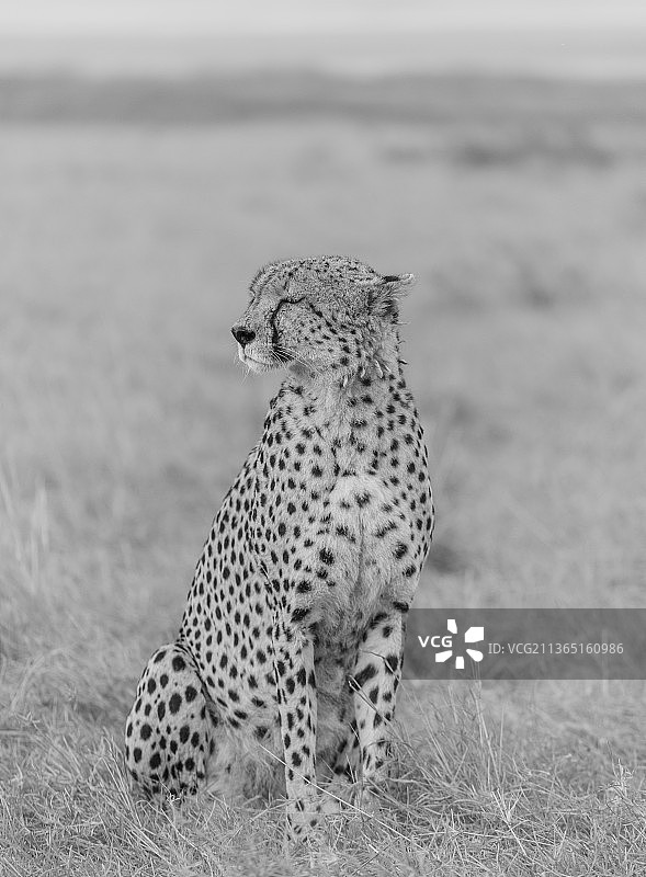 猎豹在肯尼亚马赛马拉国家保护区草地上休息侧视图图片素材