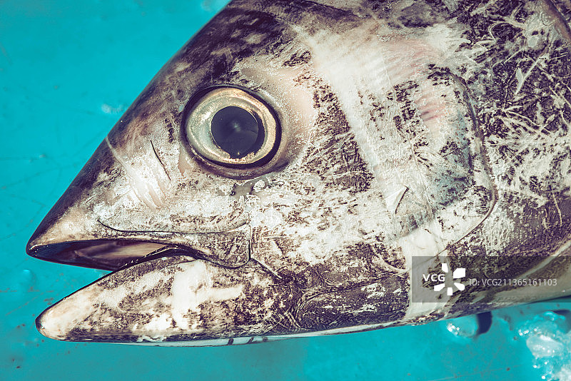 鱼市上的金枪鱼头与海中游泳的金枪鱼特写图片素材