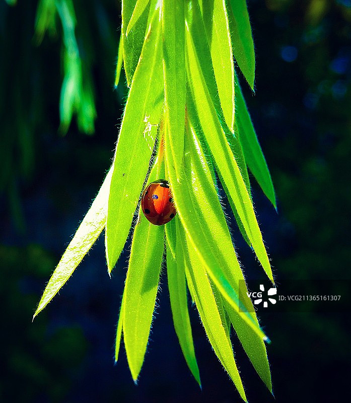 躲在树叶里的瓢虫特写图片素材
