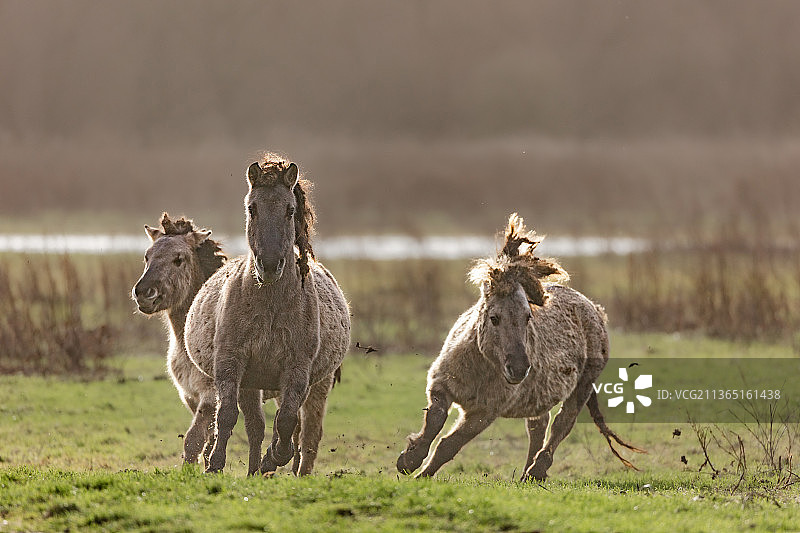 荷兰莱利斯塔德的羊群图片素材