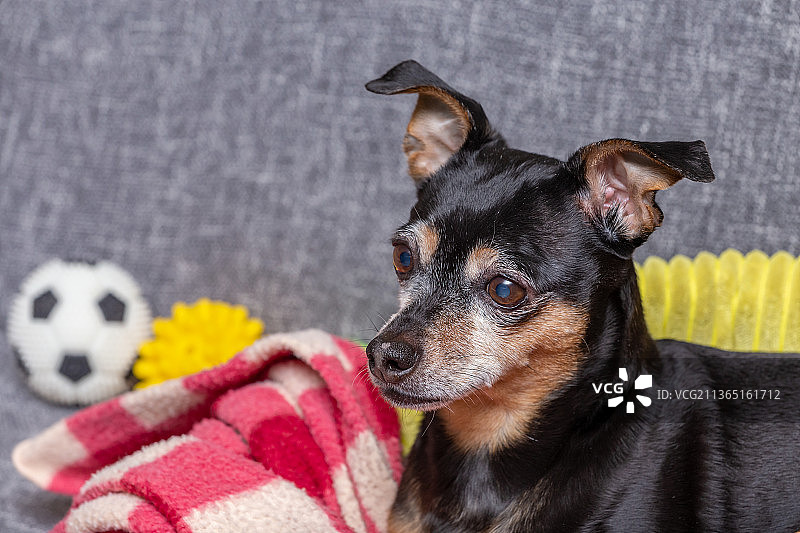 拉脱维亚迷你杜宾犬侧面特写图片素材