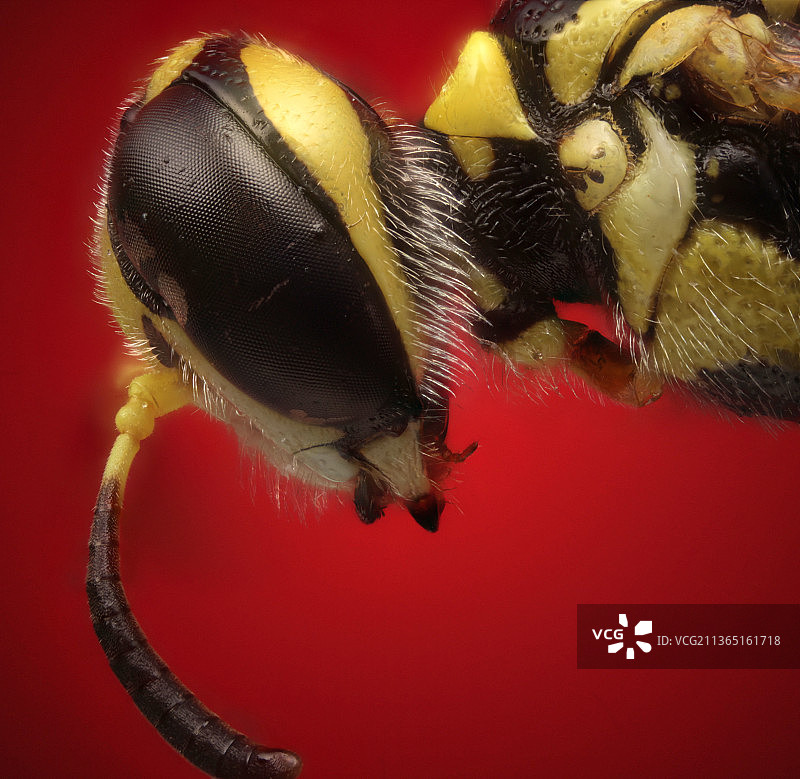 红色背景上昆虫的微距特写照片图片素材