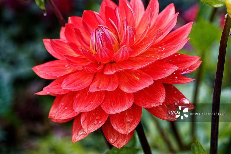 红色玫瑰花特写，新西兰达尼丁图片素材