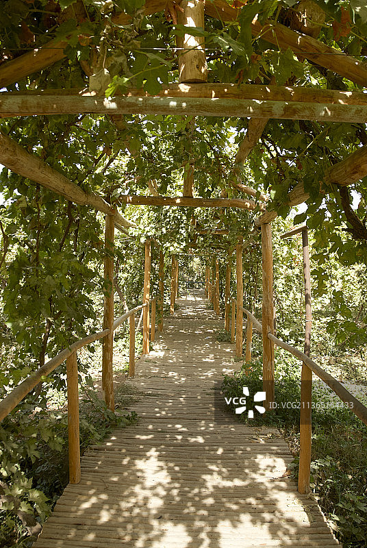 新疆，吐鲁番，葡萄园，葡萄沟，葡萄，葡萄干图片素材