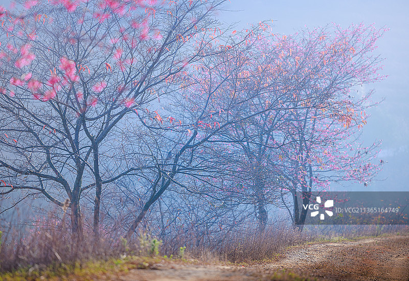 广东省-韶关市-新丰县-黄礤镇-樱花峪图片素材