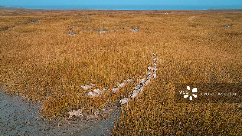 盐城黄海湿地的麋鹿图片素材