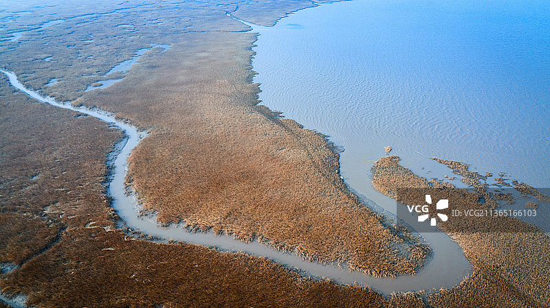 盐城黄海湿地保护区图片素材