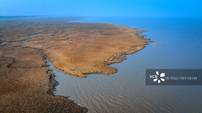 盐城黄海湿地保护区图片素材