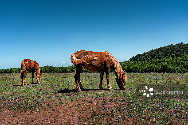 马在草原上吃草图片素材