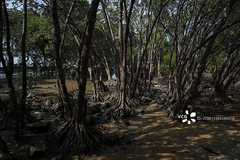 中国广东深圳沿海亚热带海岸潮间带红树林保护树种图片素材