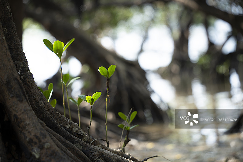 中国广东深圳沿海亚热带海岸潮间带红树林保护树种图片素材